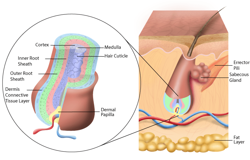 Hair structure and skin anatomy diagram